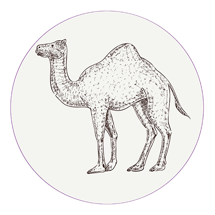 Camel Camel