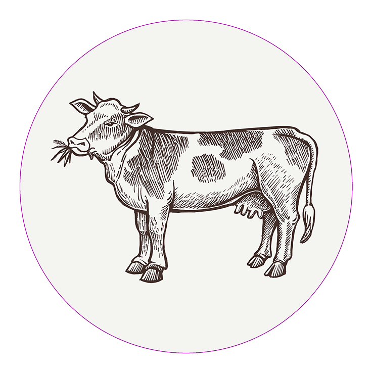 Cow Cow