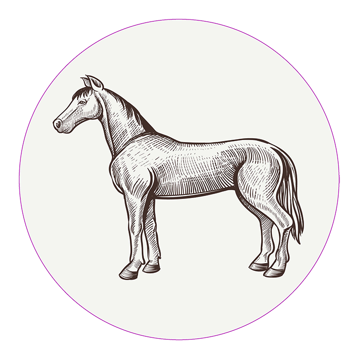 Horse Horse