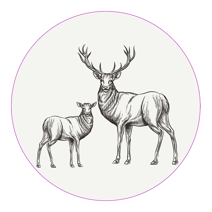 Other Animals Other Animals
